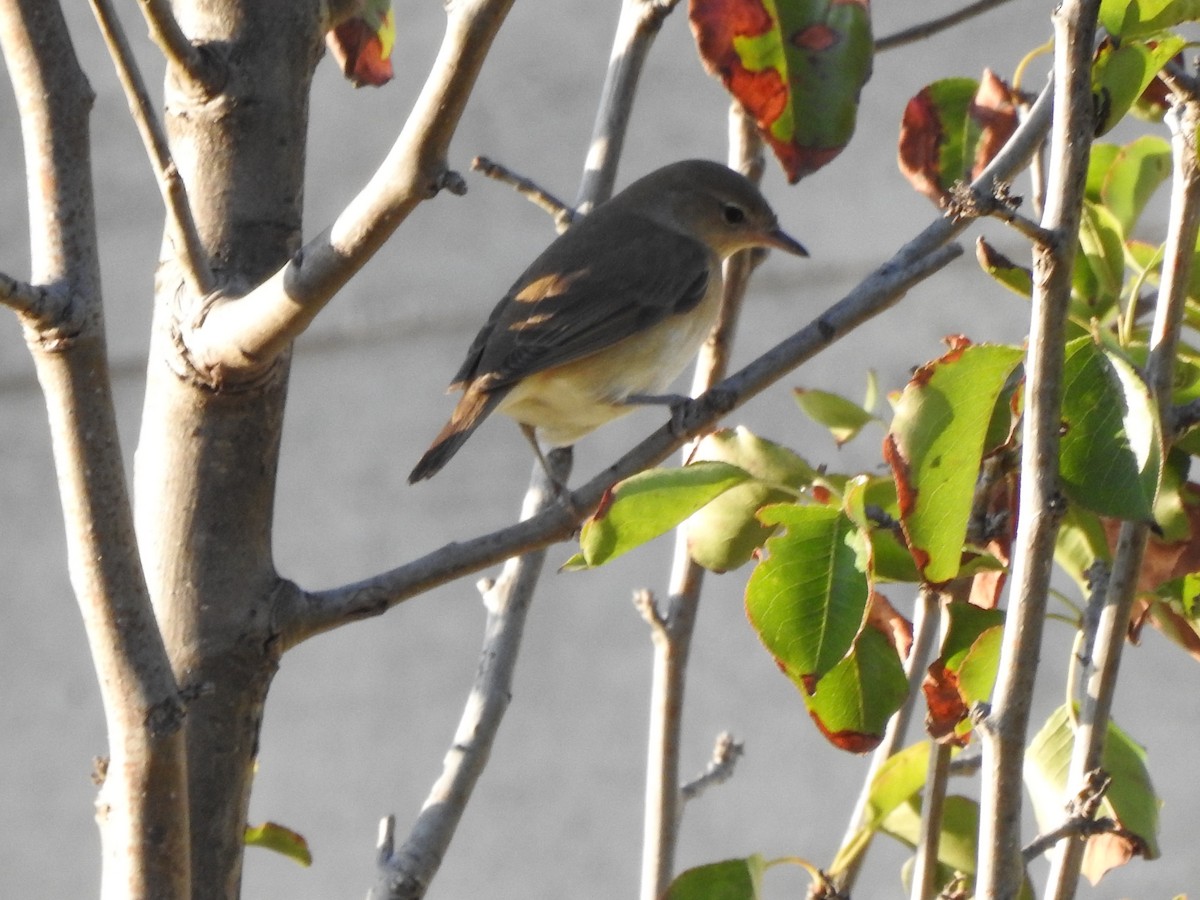 Garden Warbler - ML643093345