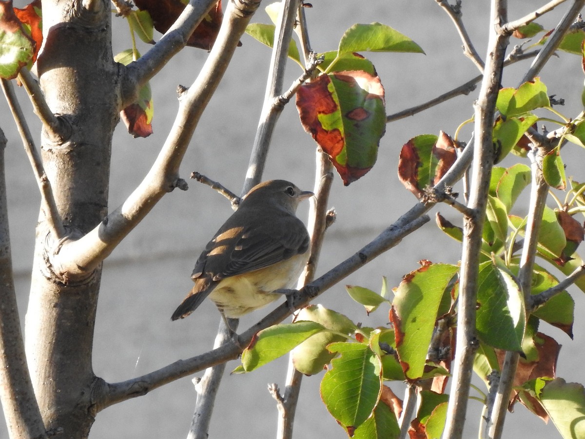 Garden Warbler - ML643093346
