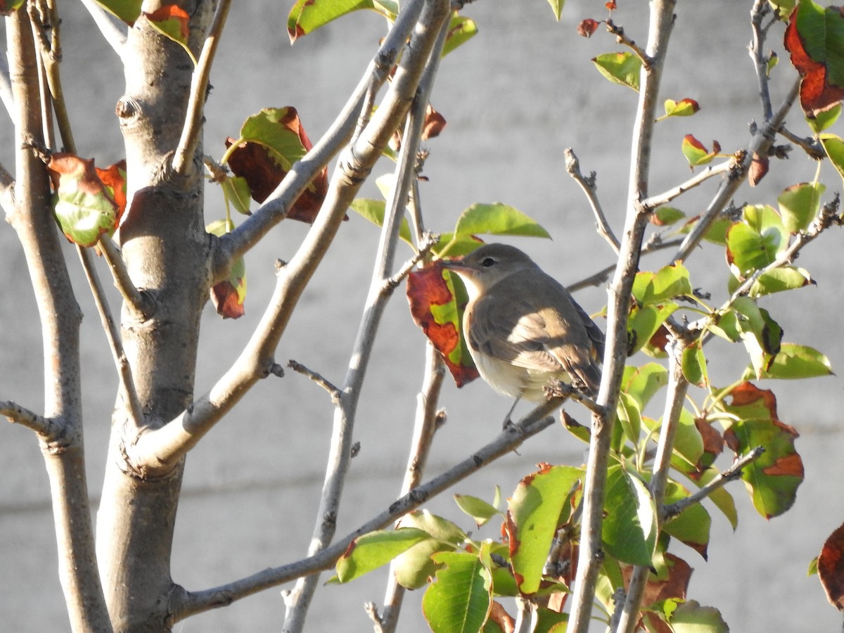Garden Warbler - ML643093354