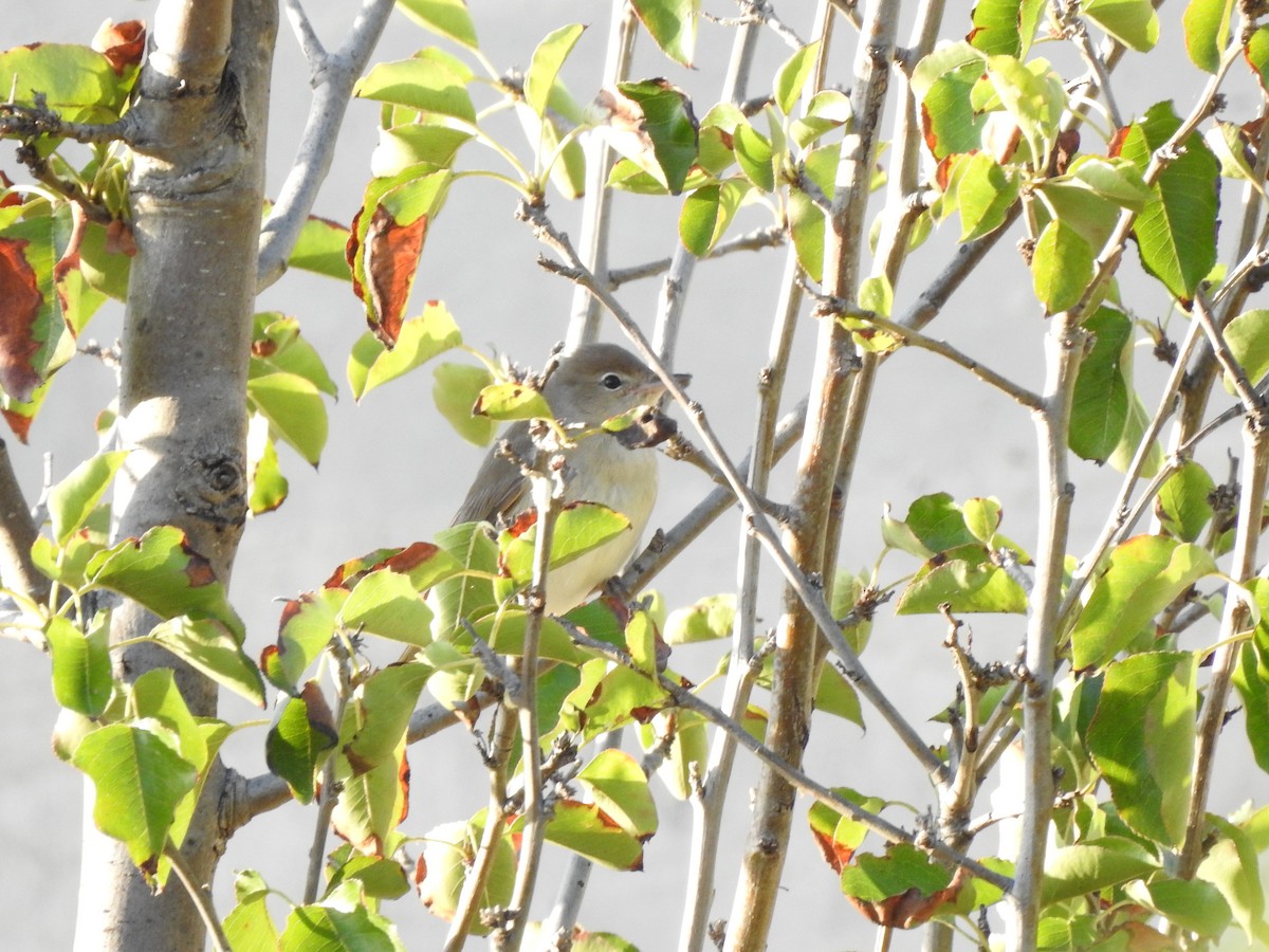 Garden Warbler - ML643093359