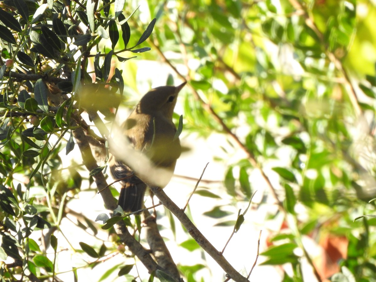Garden Warbler - ML643093360