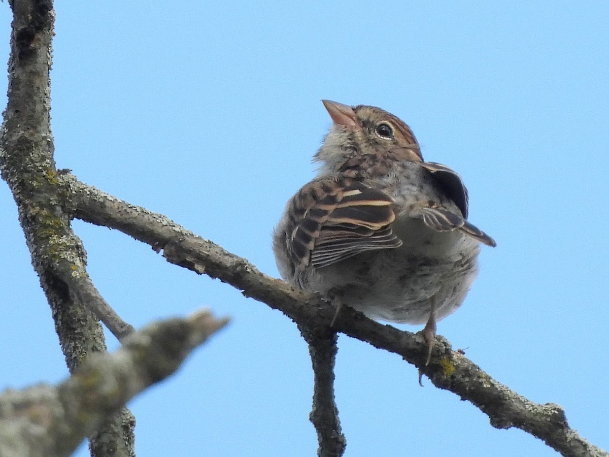 Chipping Sparrow - ML643093369