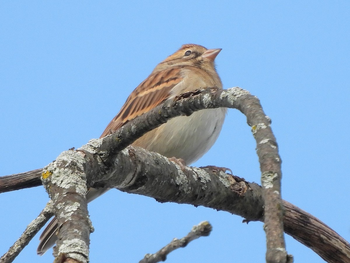 Chipping Sparrow - ML643093371
