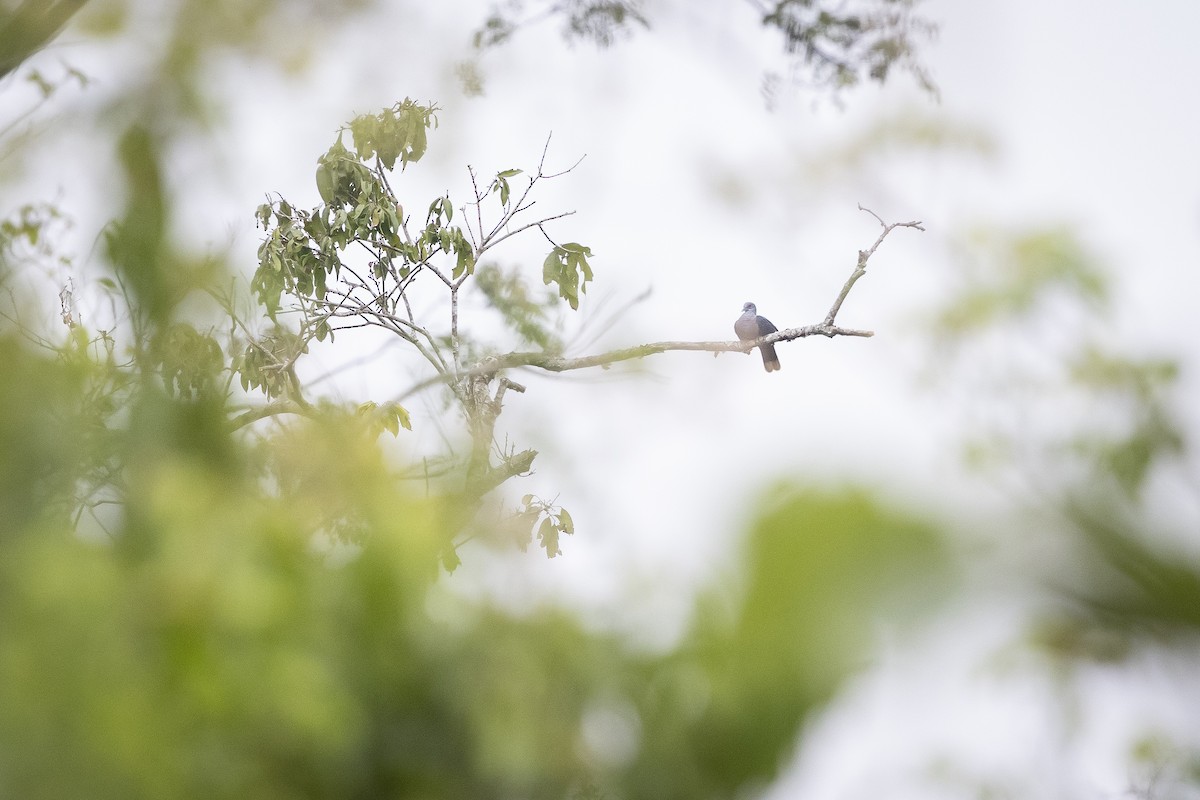 Western Bronze-naped Pigeon - ML643093378