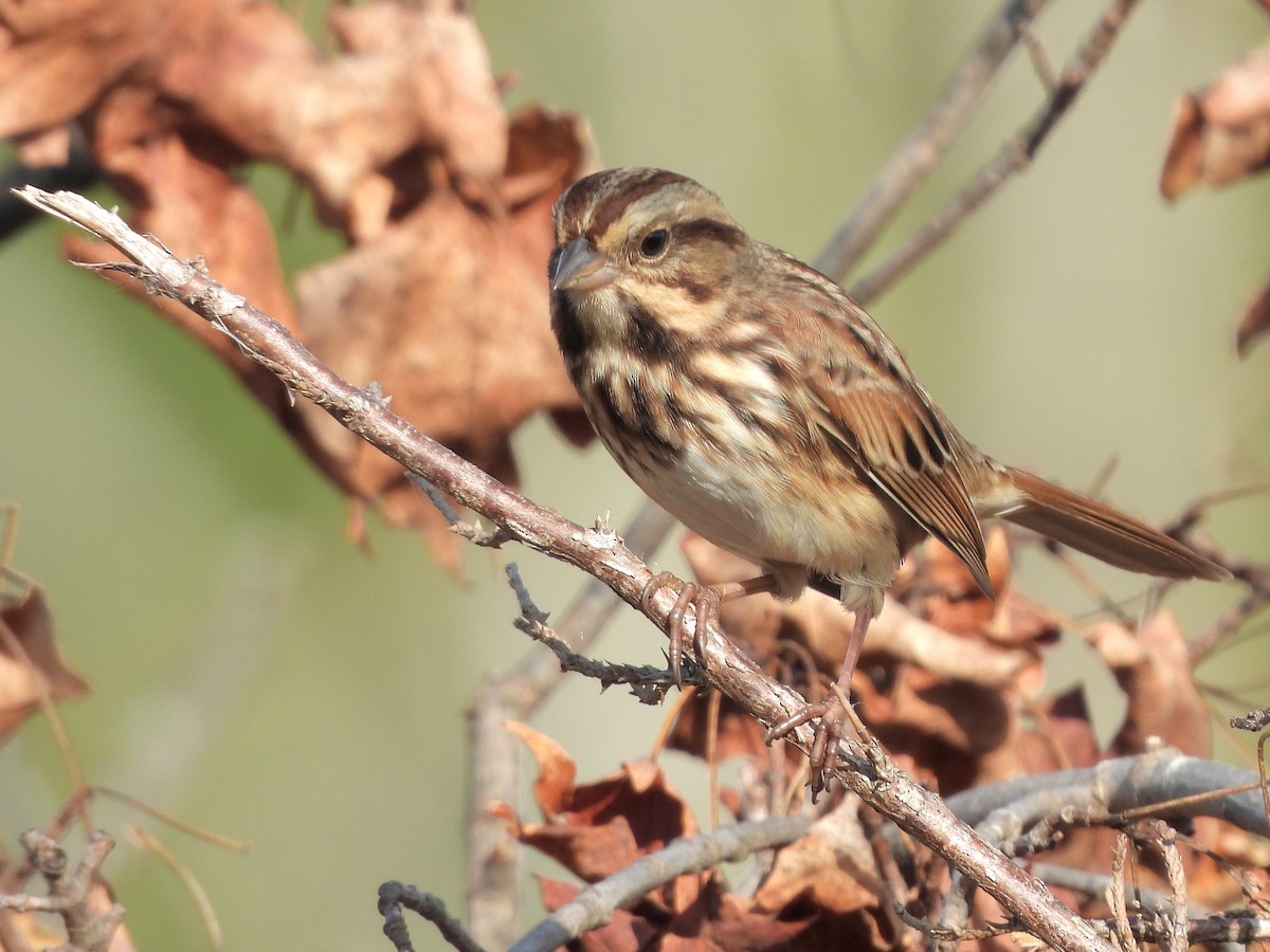 Song Sparrow - ML643093384