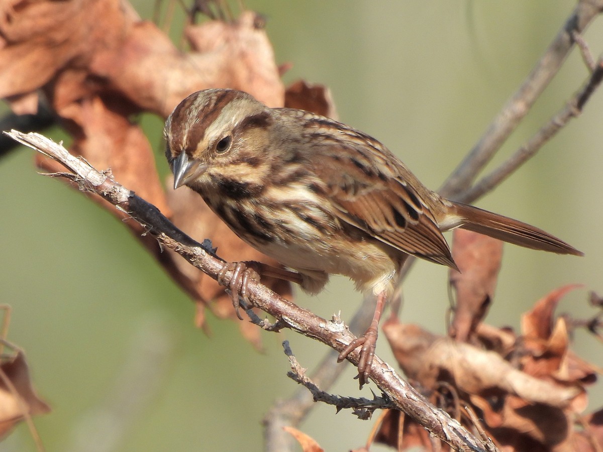 Song Sparrow - ML643093387