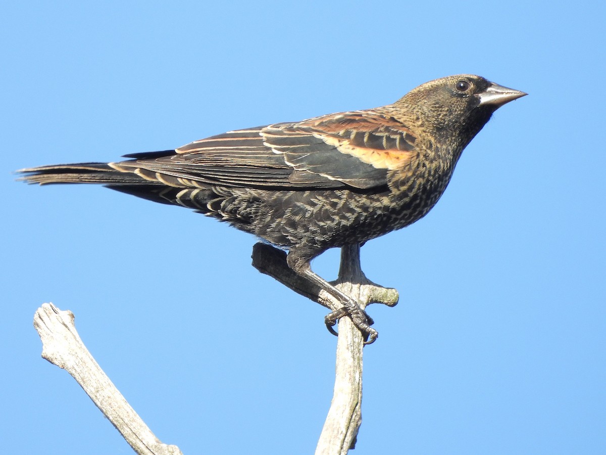 Red-winged Blackbird - ML643093392