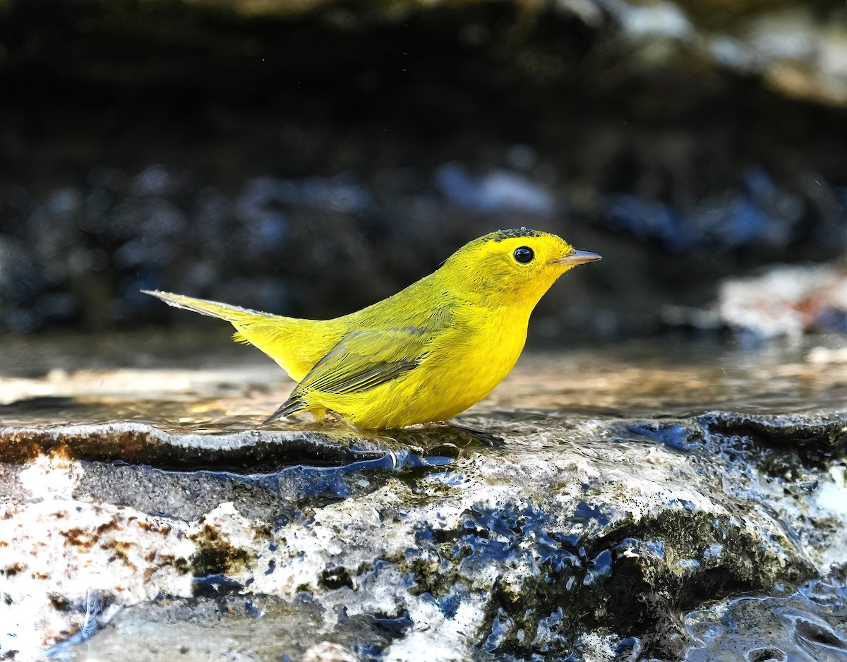 Wilson's Warbler - ML643093395