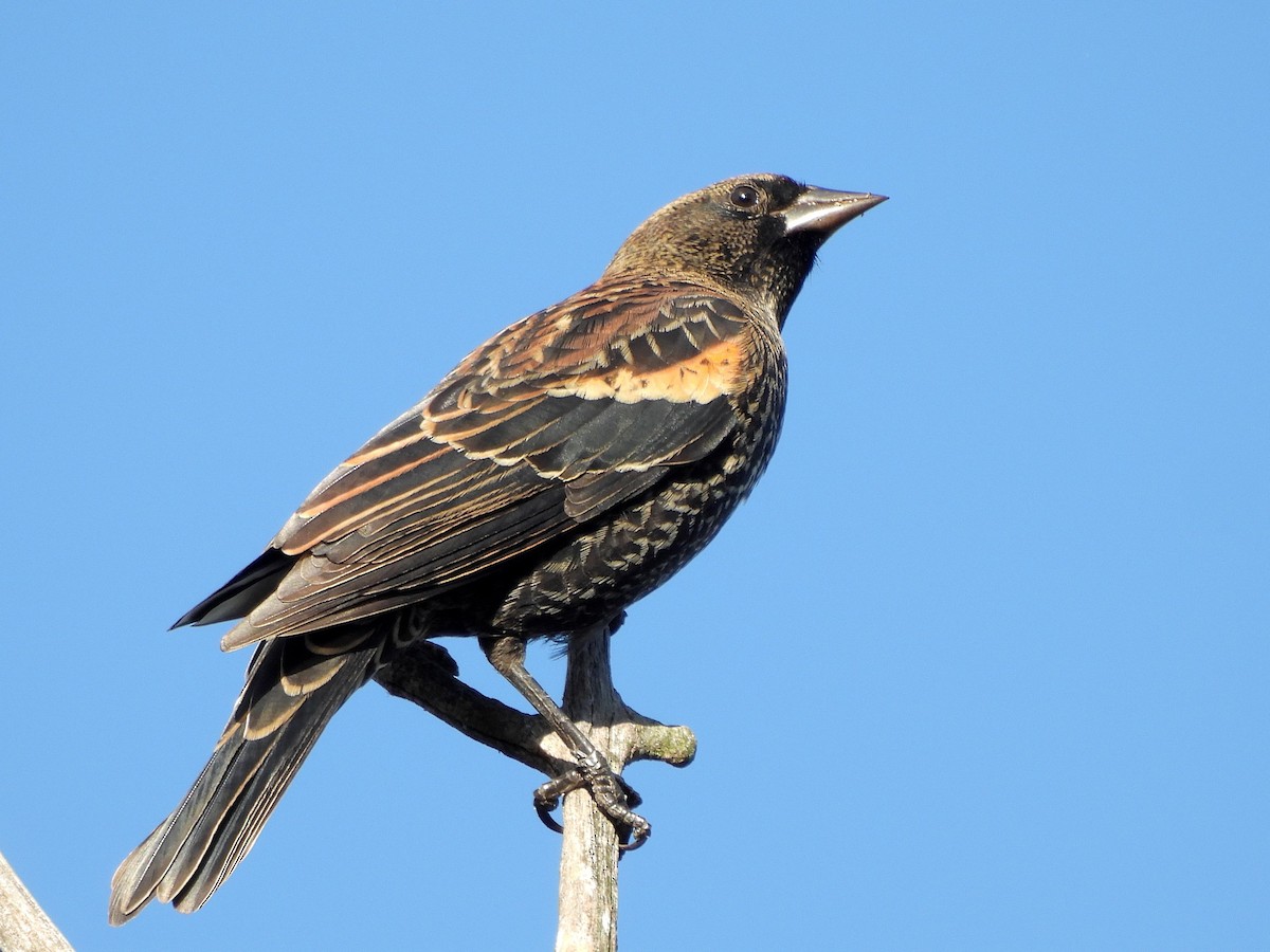 Red-winged Blackbird - ML643093396