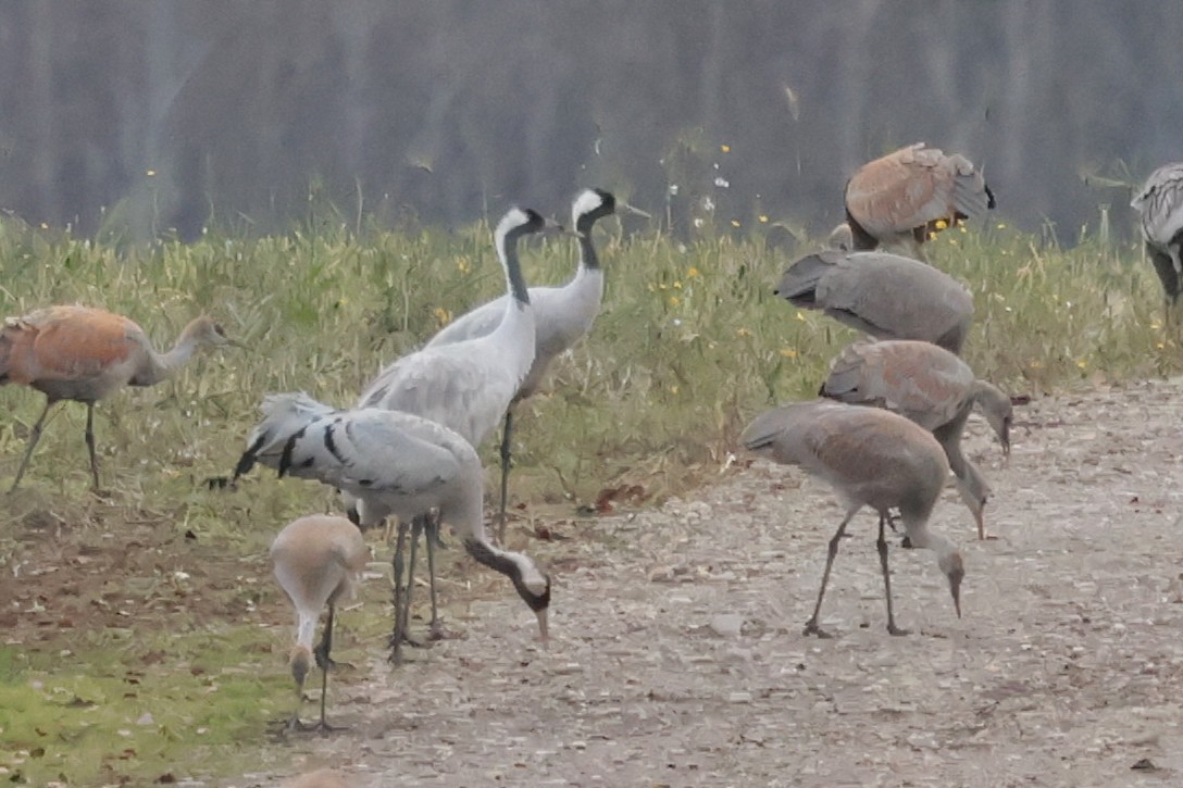 Common Crane - ML643093397