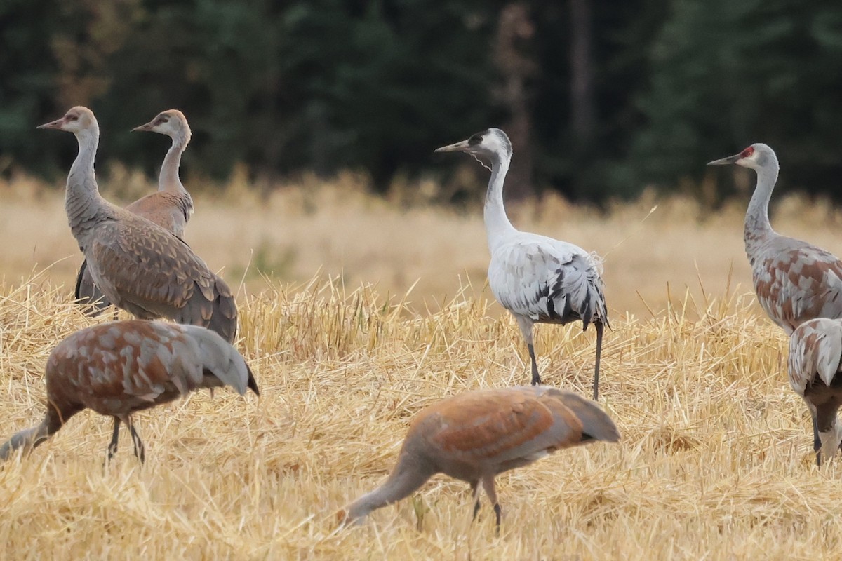 Common Crane - ML643093398