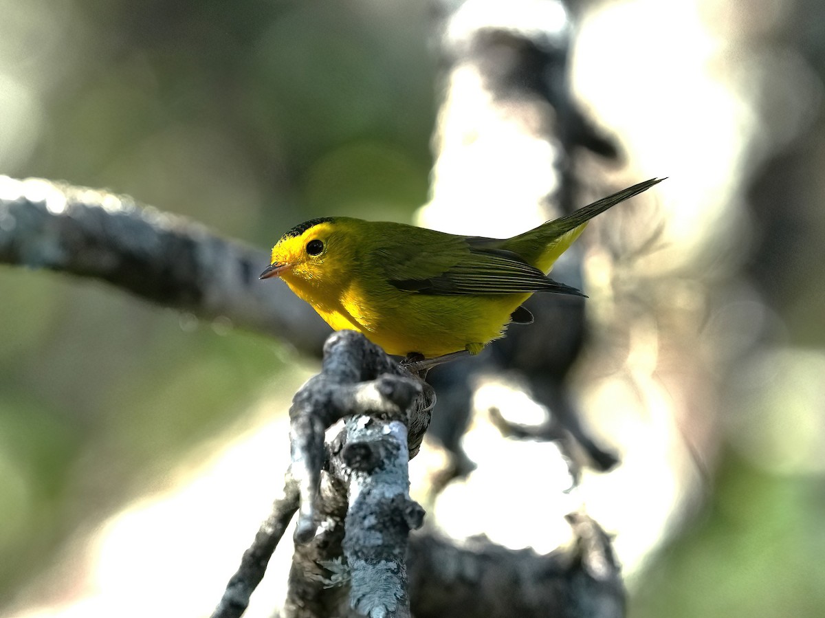 Wilson's Warbler - ML643093403