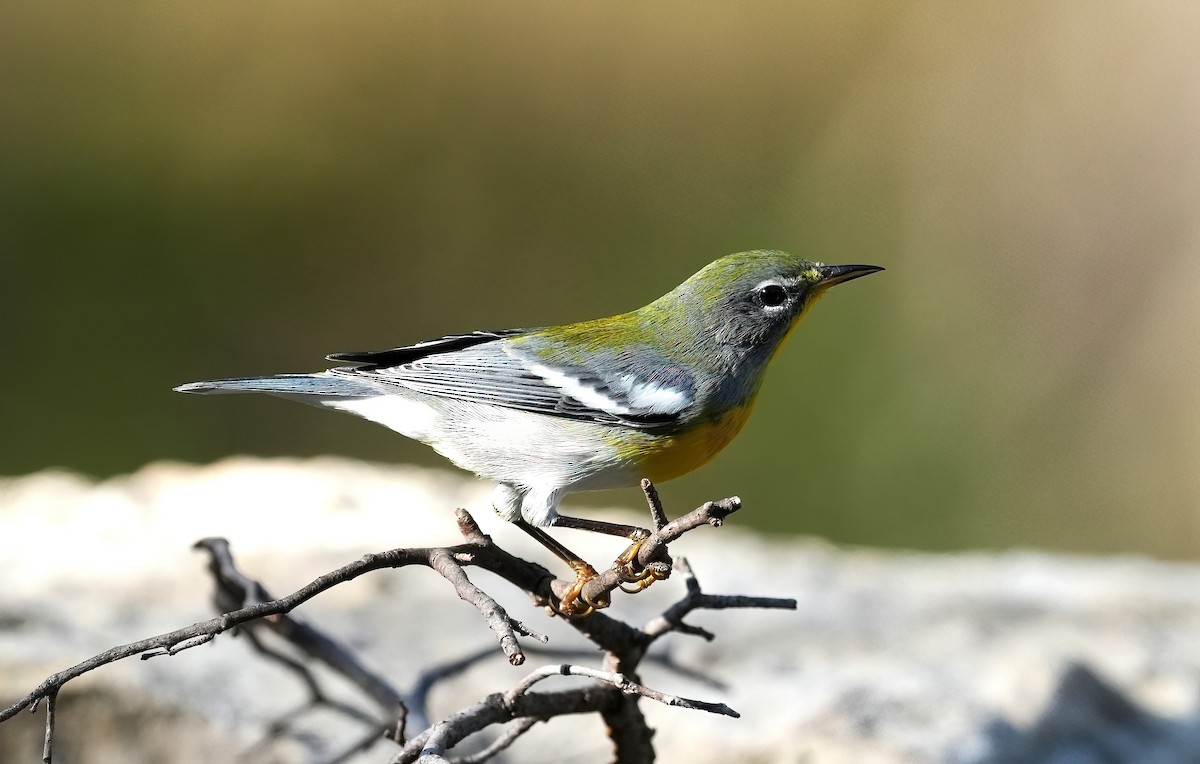 Northern Parula - ML643093409