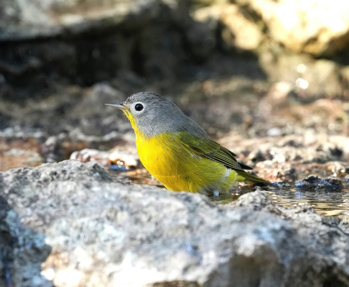 Nashville Warbler - ML643093419