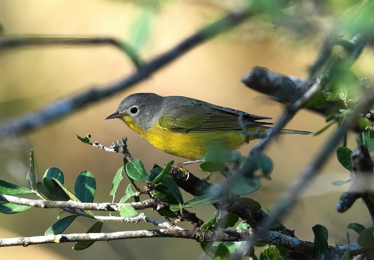 Nashville Warbler - ML643093423