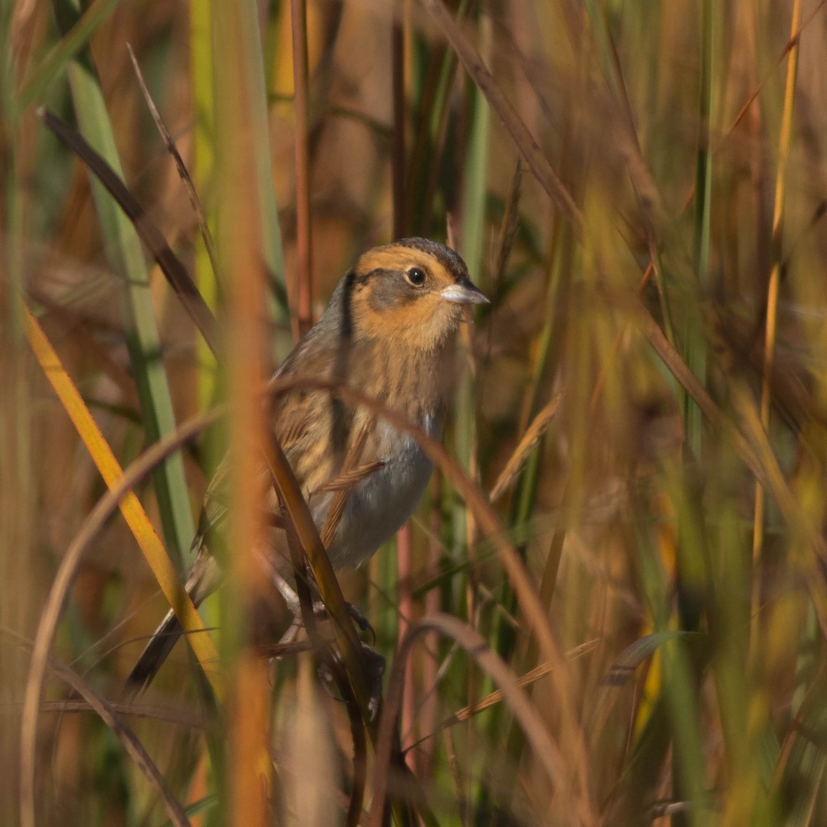 Nelson's Sparrow - ML643093437