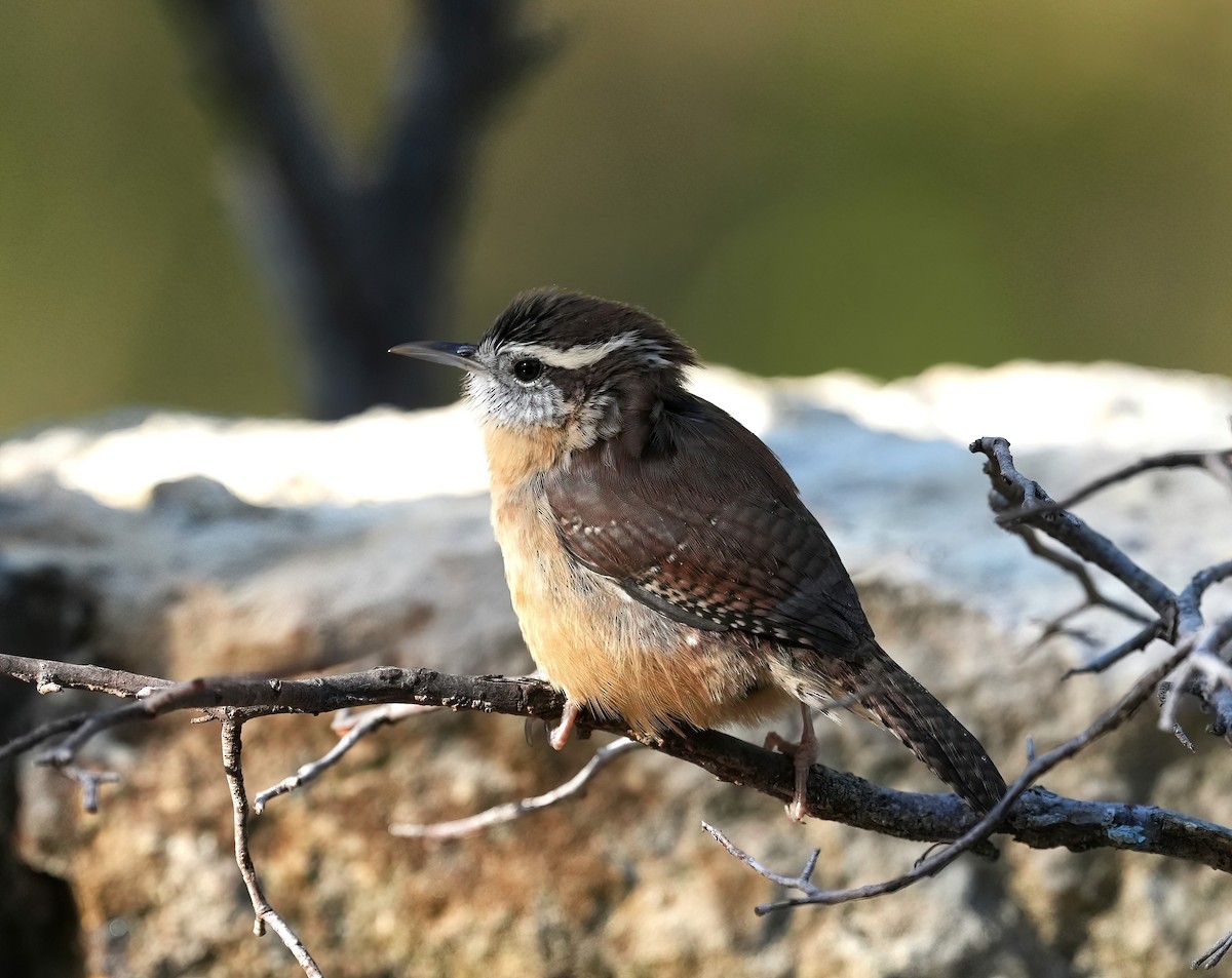 Carolina Wren - ML643093440