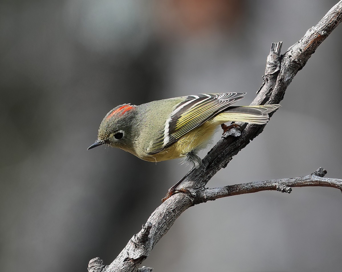 Ruby-crowned Kinglet - ML643093448