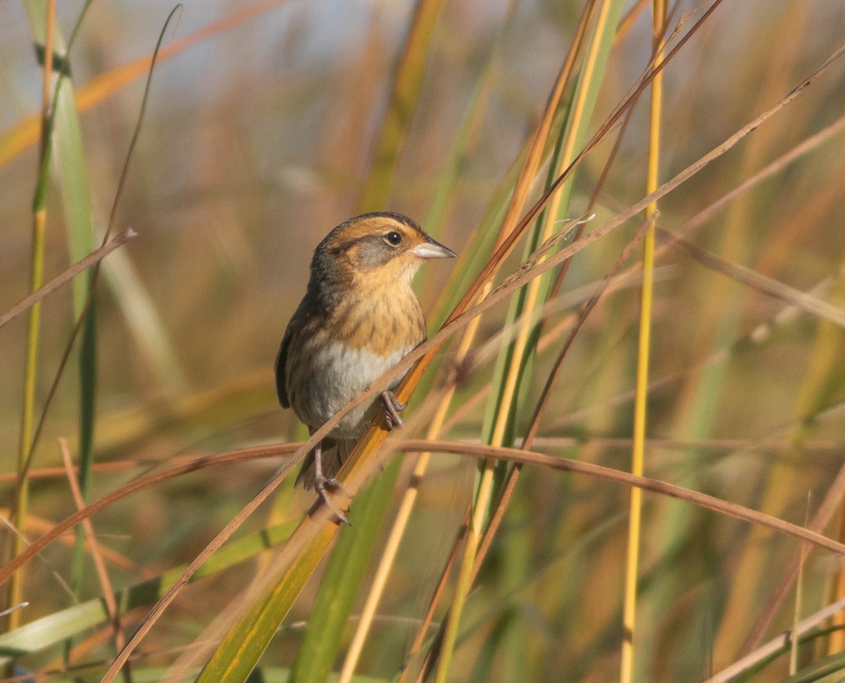 Nelson's Sparrow - ML643093461