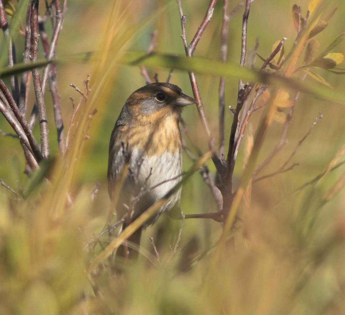 Nelson's Sparrow - ML643093462