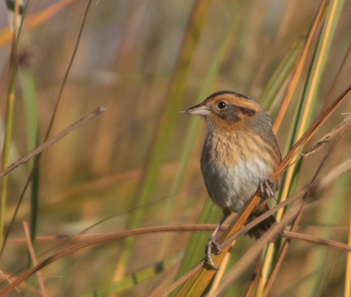 Nelson's Sparrow - ML643093463