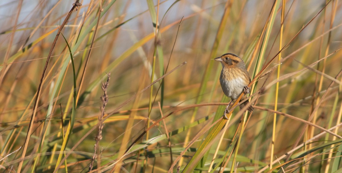 Nelson's Sparrow - ML643093464