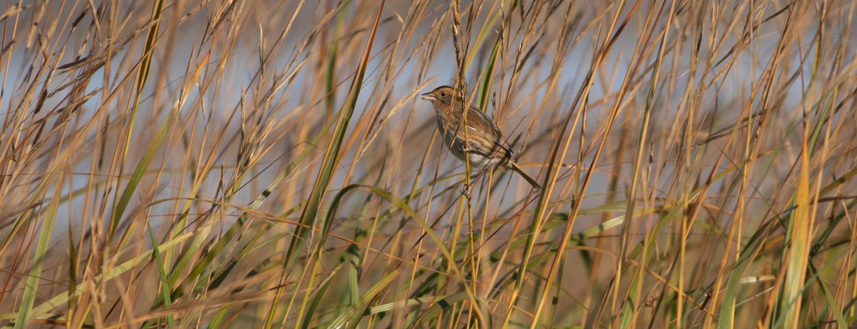 Nelson's Sparrow - ML643093465