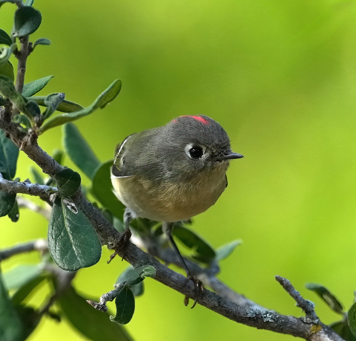 Ruby-crowned Kinglet - ML643093474