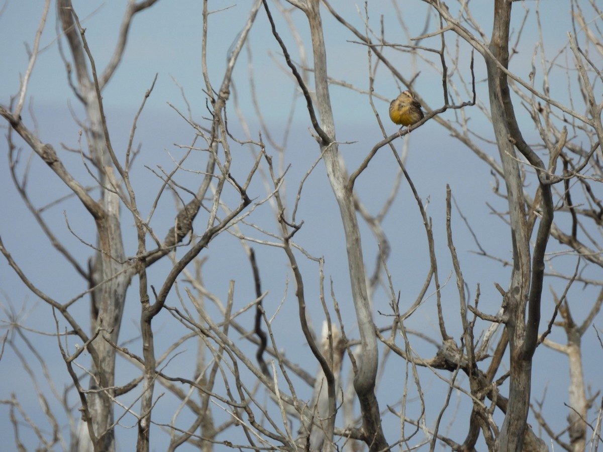 Western Meadowlark - ML643093492