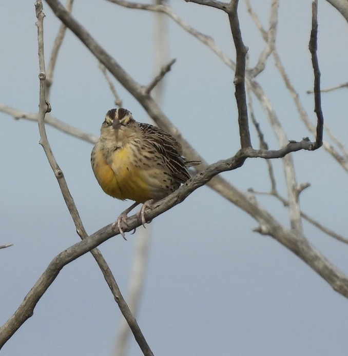Western Meadowlark - ML643093493