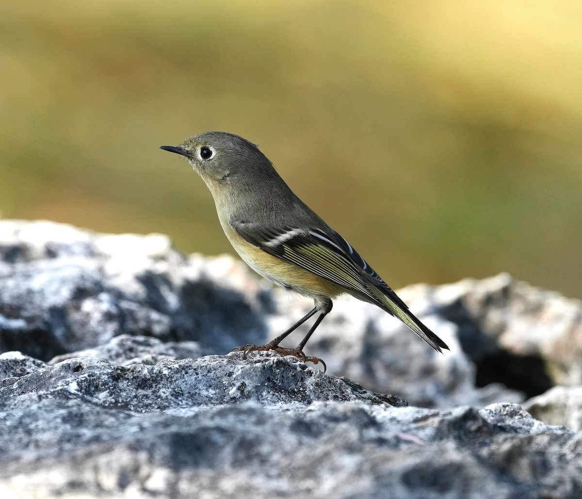 Ruby-crowned Kinglet - ML643093497