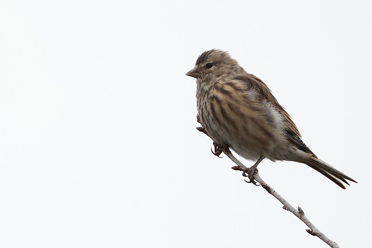 Eurasian Linnet - ML643093516