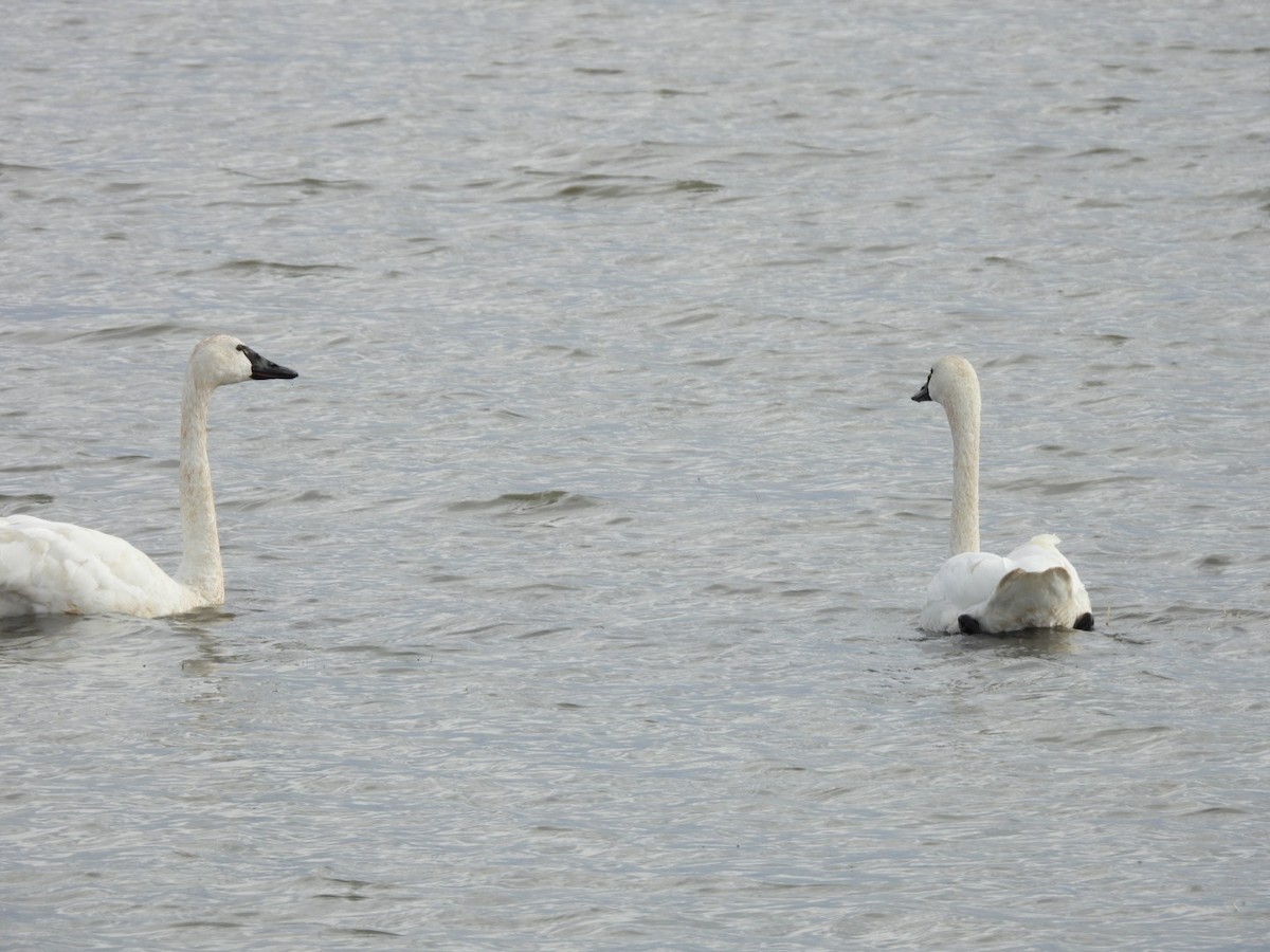 Tundra Swan - ML643093522