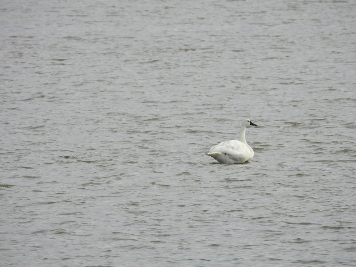 Tundra Swan - ML643093523