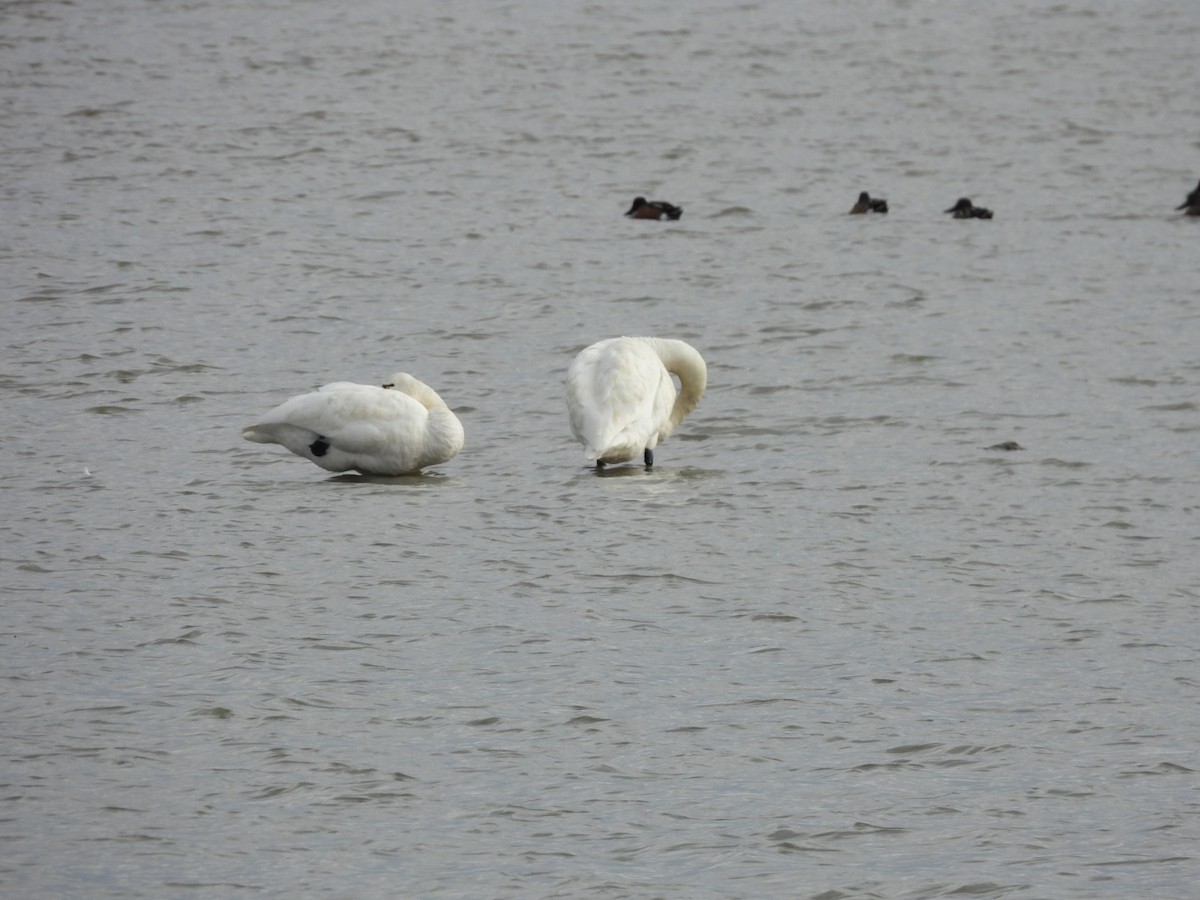 Tundra Swan - ML643093524