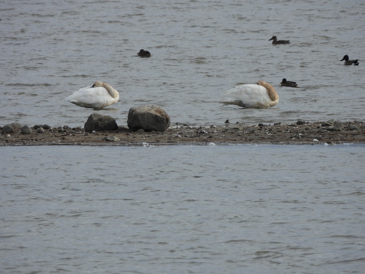 Tundra Swan - ML643093525