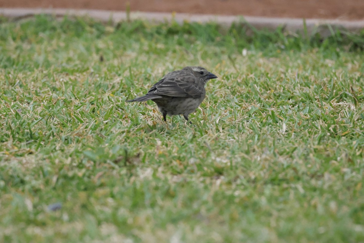 Shiny Cowbird - ML643093558