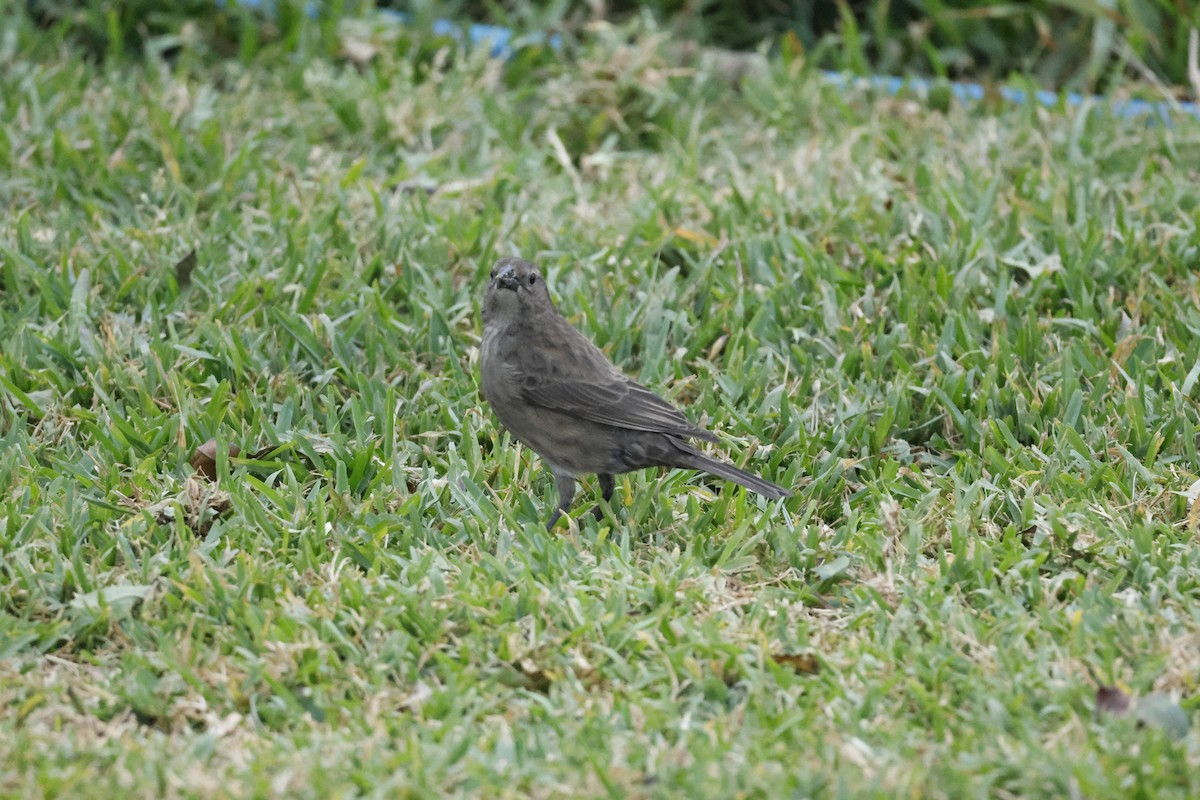 Shiny Cowbird - ML643093559