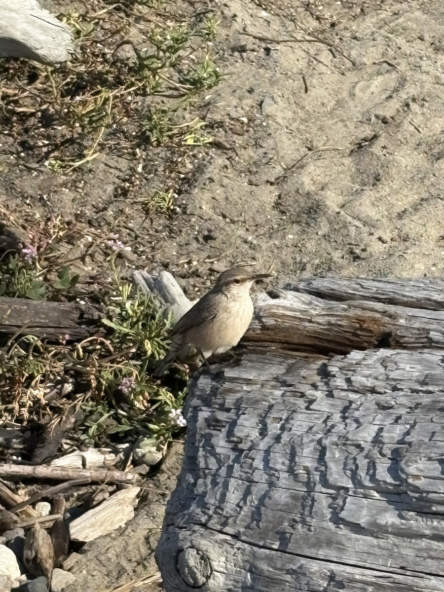 Rock Wren - ML643093561