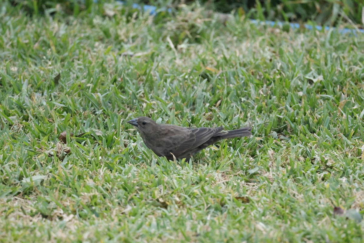 Shiny Cowbird - ML643093568