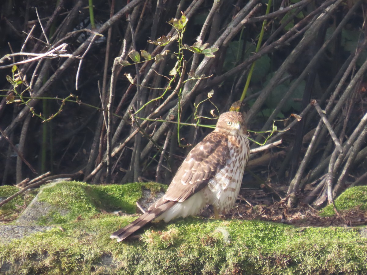 Cooper's Hawk - ML643093570