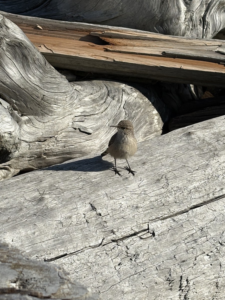 Rock Wren - ML643093581