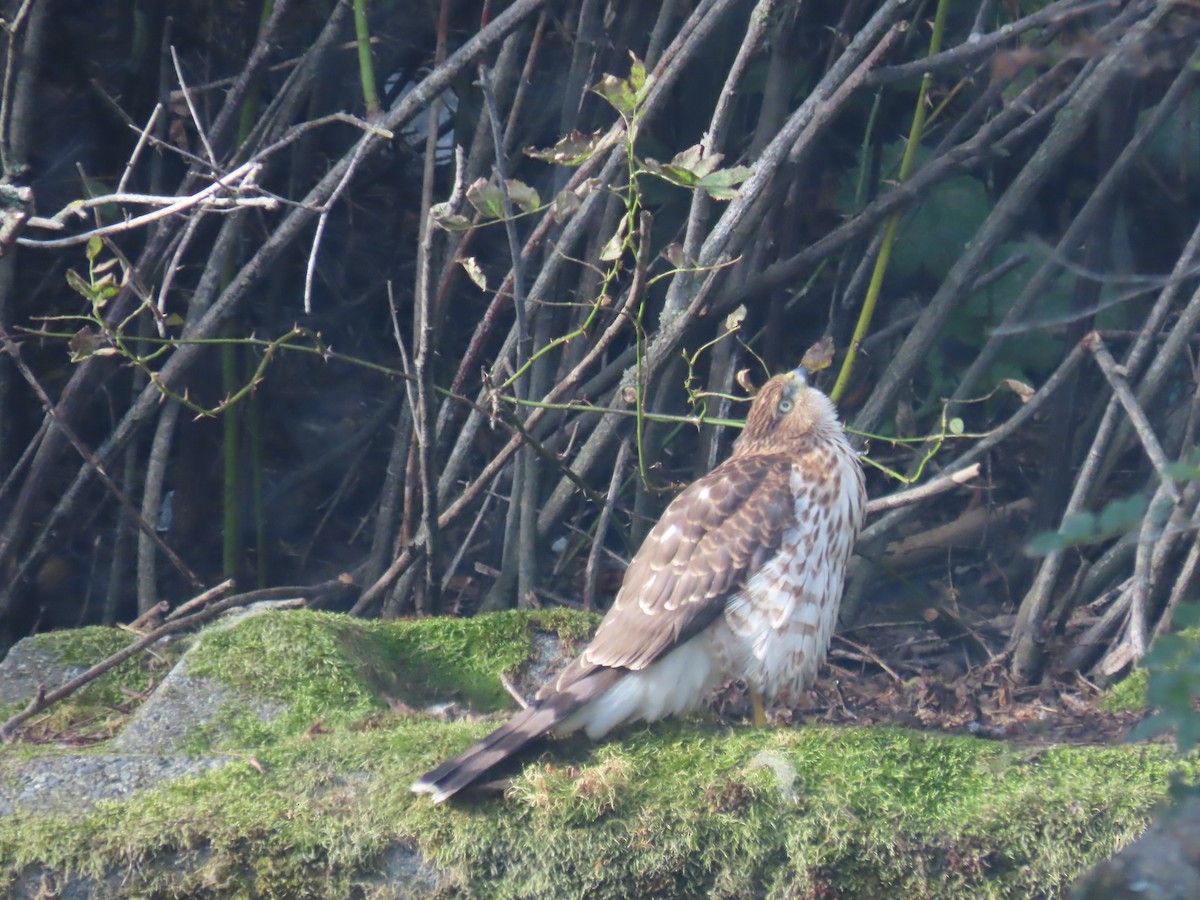 Cooper's Hawk - ML643093590