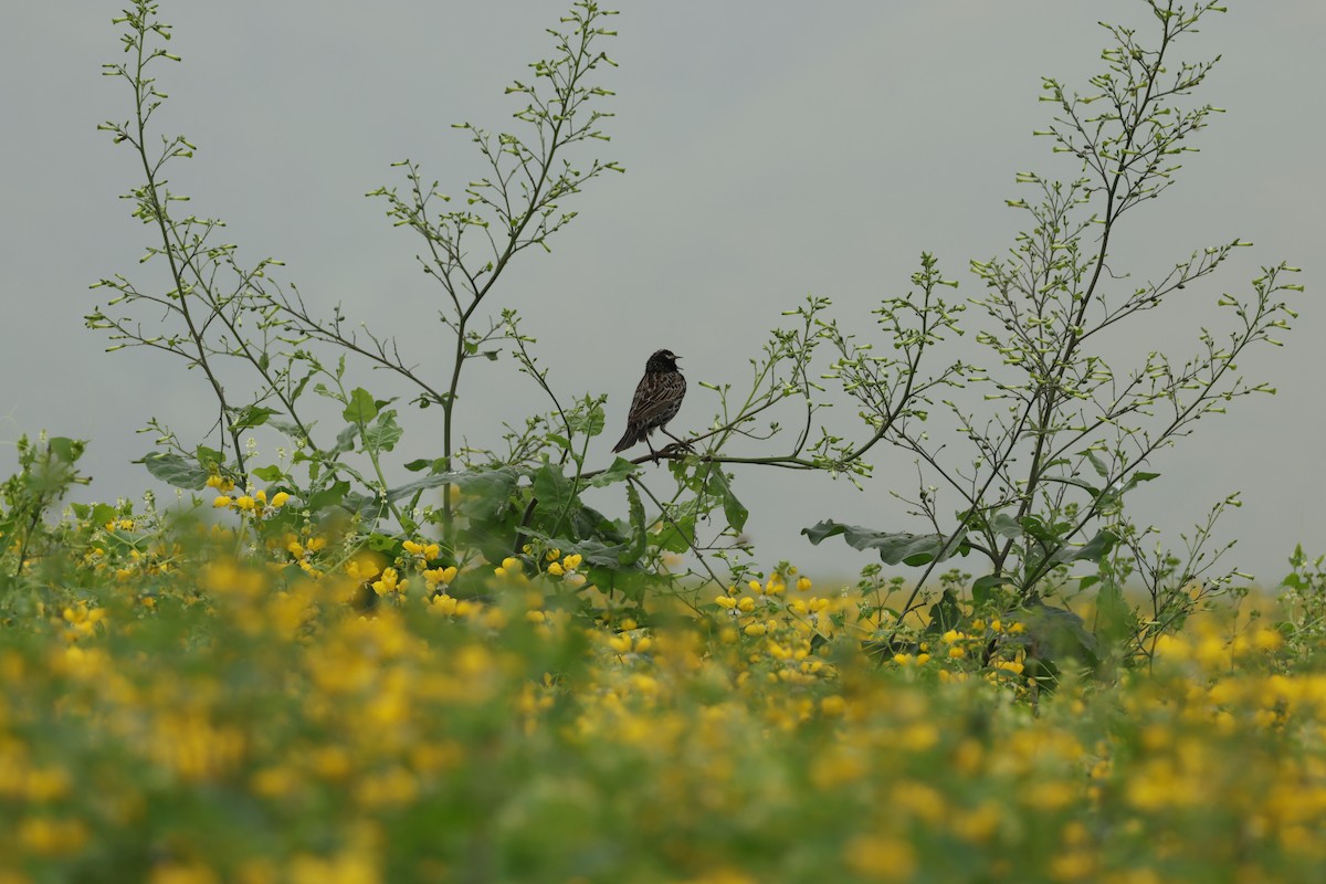 Peruvian Meadowlark - ML643093604