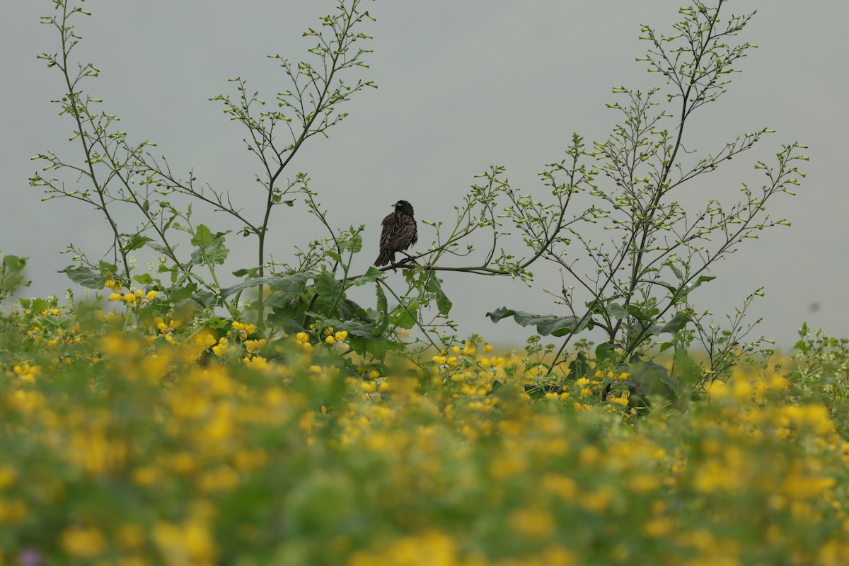 Peruvian Meadowlark - ML643093605