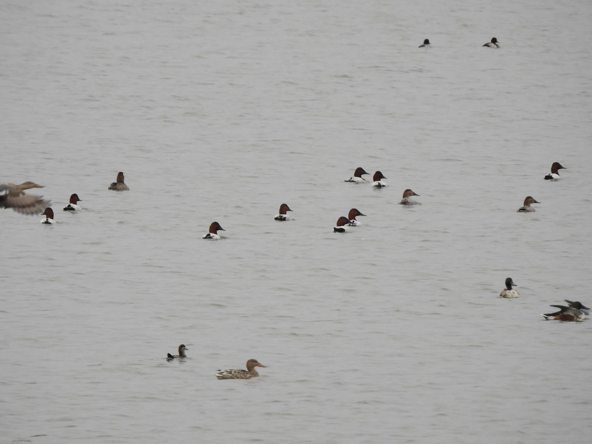 Canvasback - ML643093606