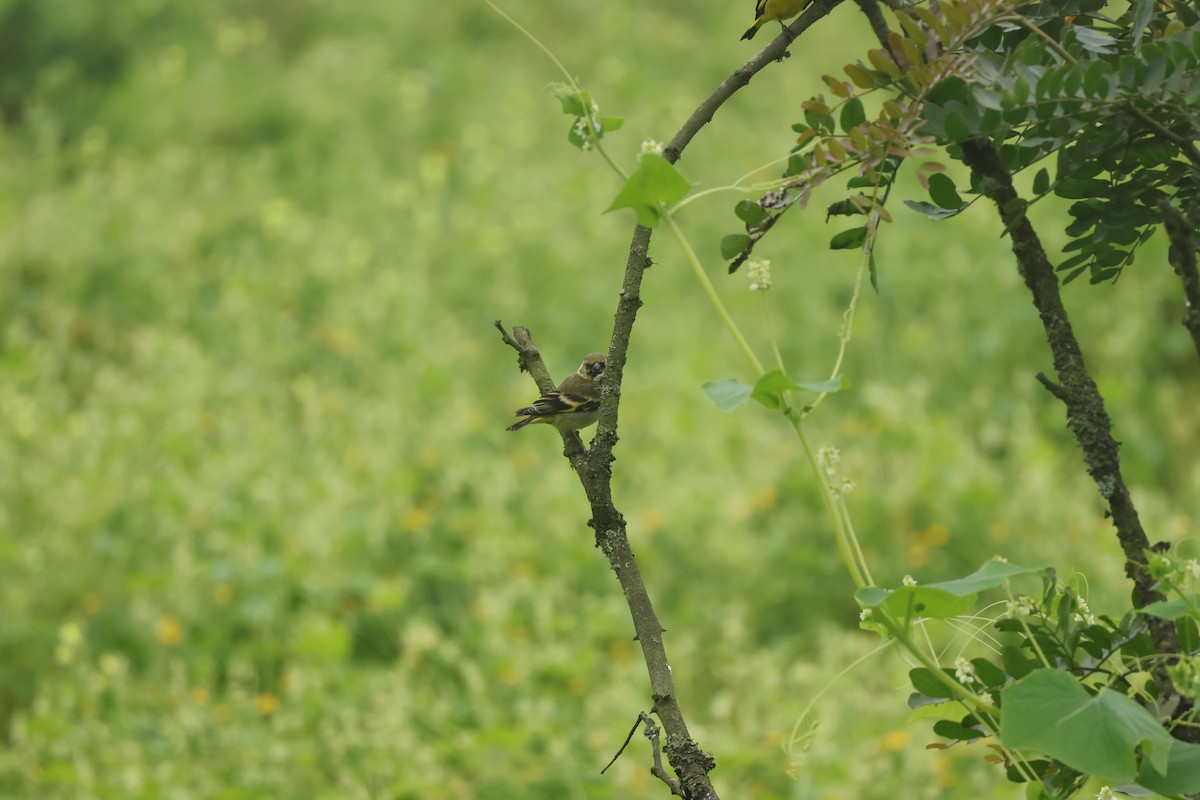 Hooded Siskin - ML643093623