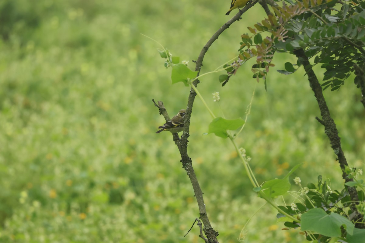 Hooded Siskin - ML643093624