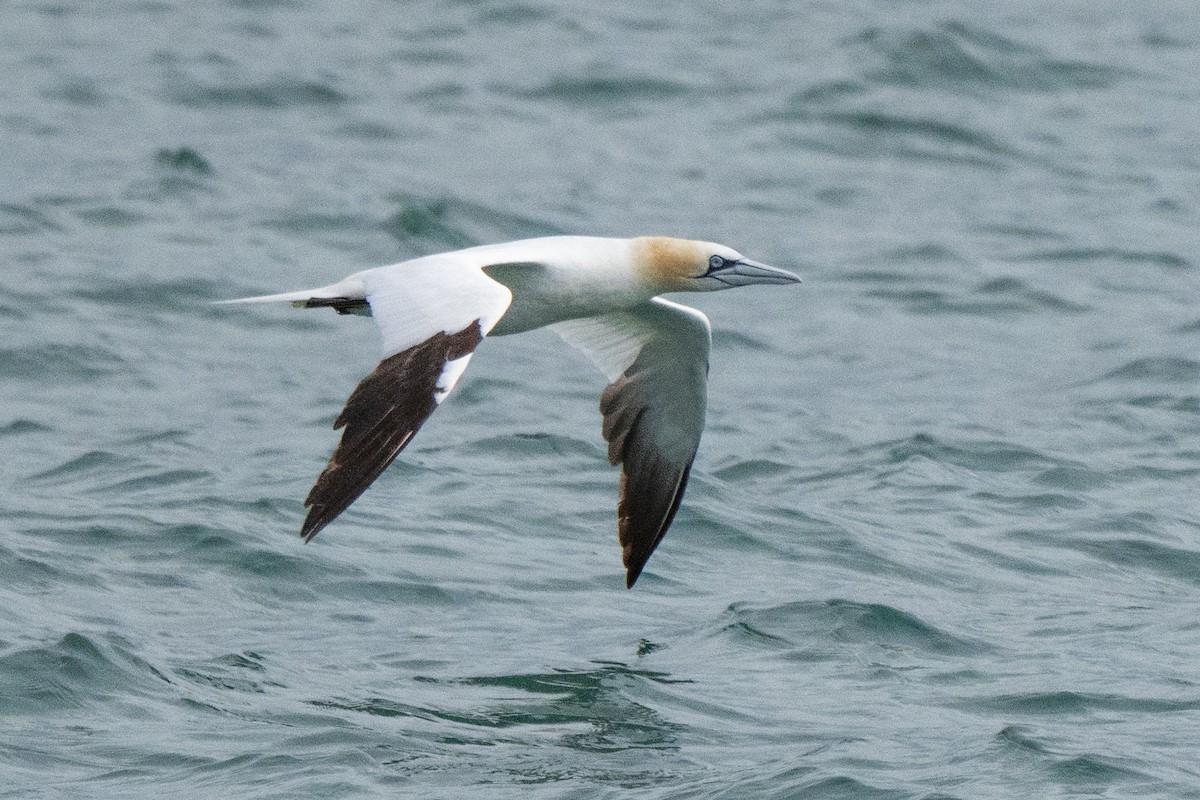 Northern Gannet - ML643093638