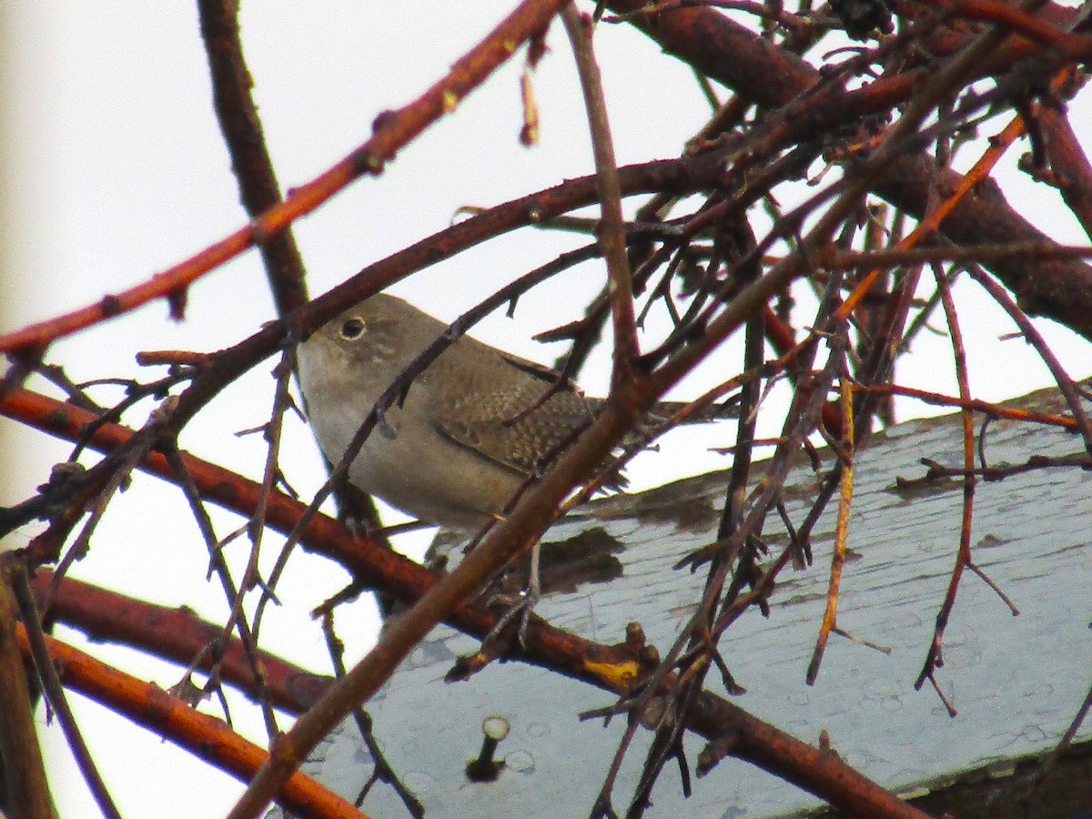 Northern House Wren - ML643093639
